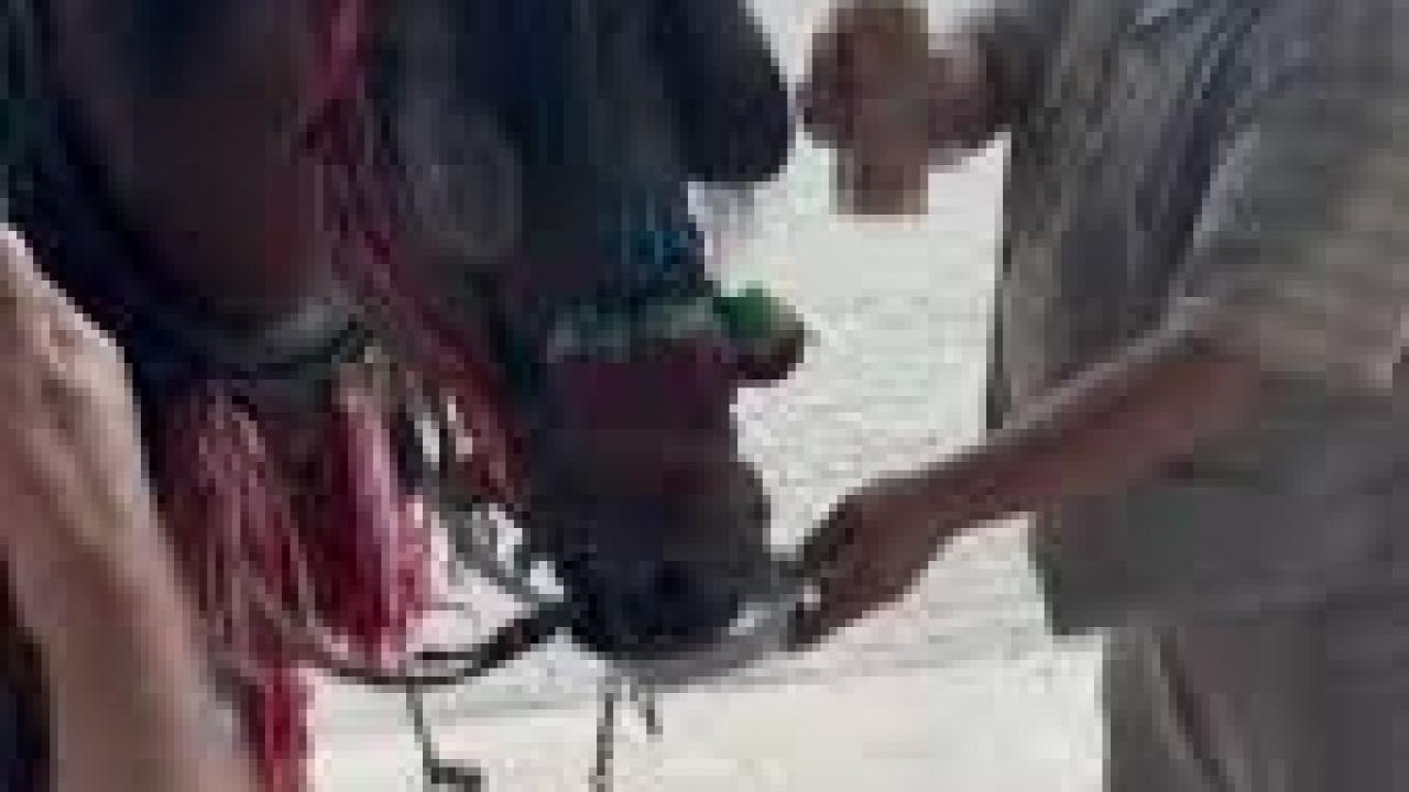 Muğla’da "Bu kadarı olmaz" dedirten görüntüler: Ata alkol içirdiler