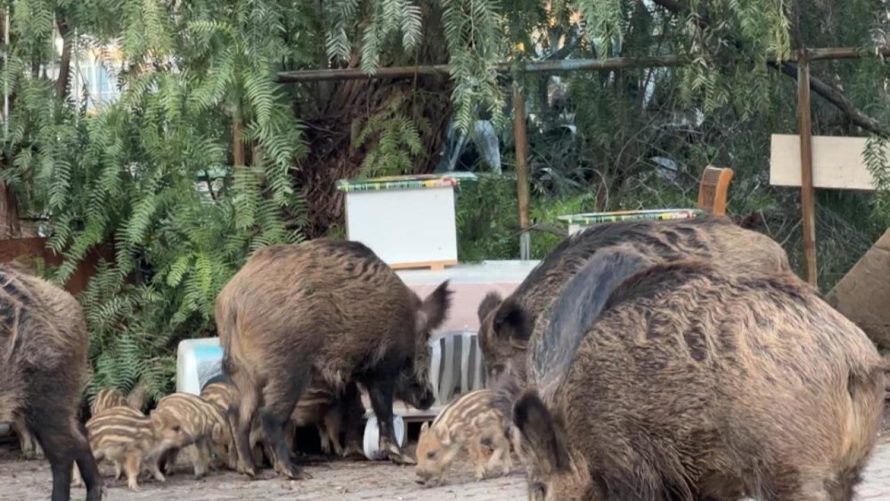 İzmir’de yaban domuzları gündüz vakti sokaklarda yiyecek aradı