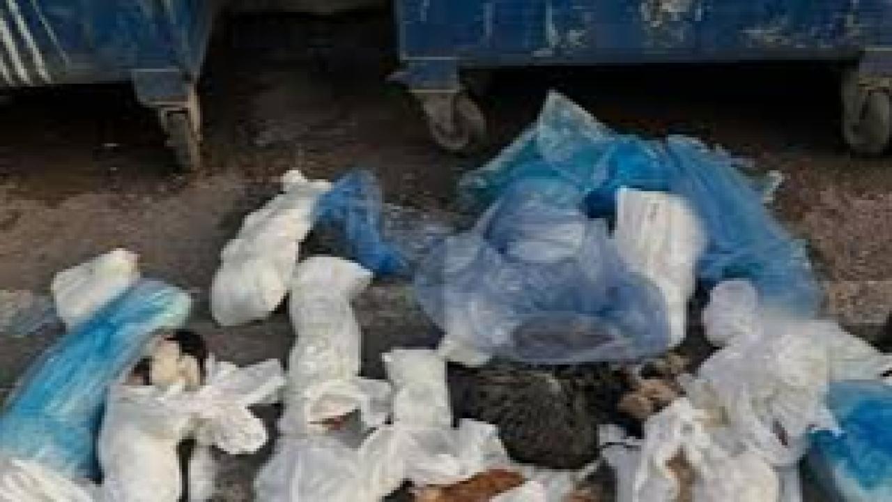 33 kediyi öldüren veteriner tutuklandı