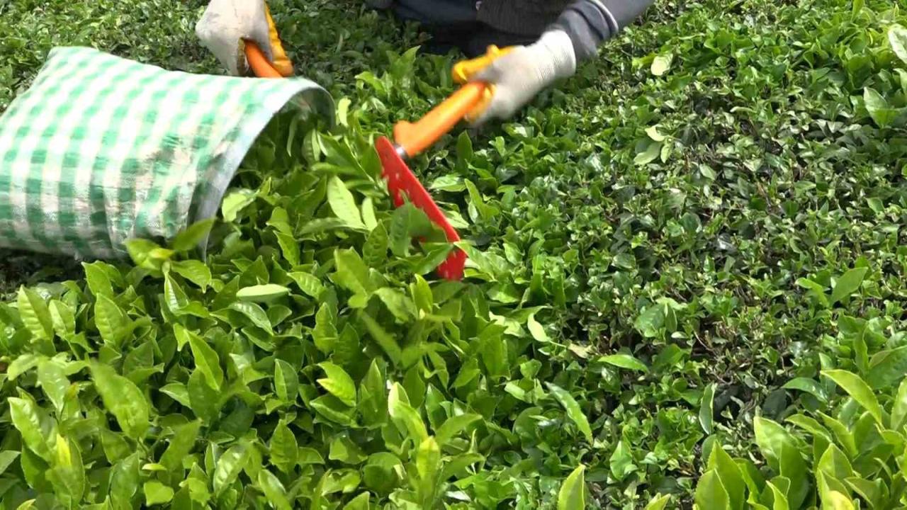 Açıklanan yaş çay taban fiyatı Rizelileri sevindirdi