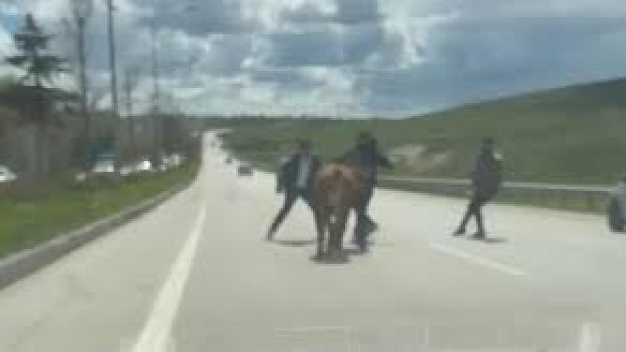 Erzurum’da , Kaçan kurbanlıklar trafiği birbirine kattı