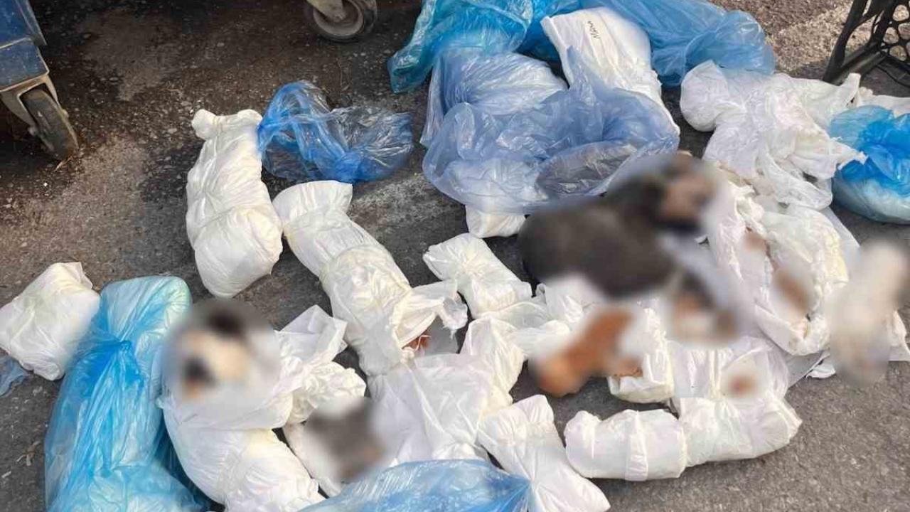 İzmir’de 33 ölü kedi olayında gözaltına alınan veteriner, tutuklama talebiyle mahkemeye sevk edildi