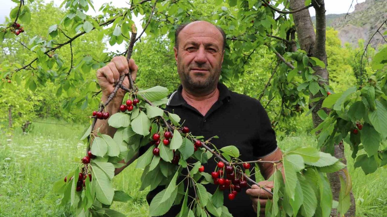 Kirazların ilk hasatı satılmıyor, misafirlere ikram ediliyor