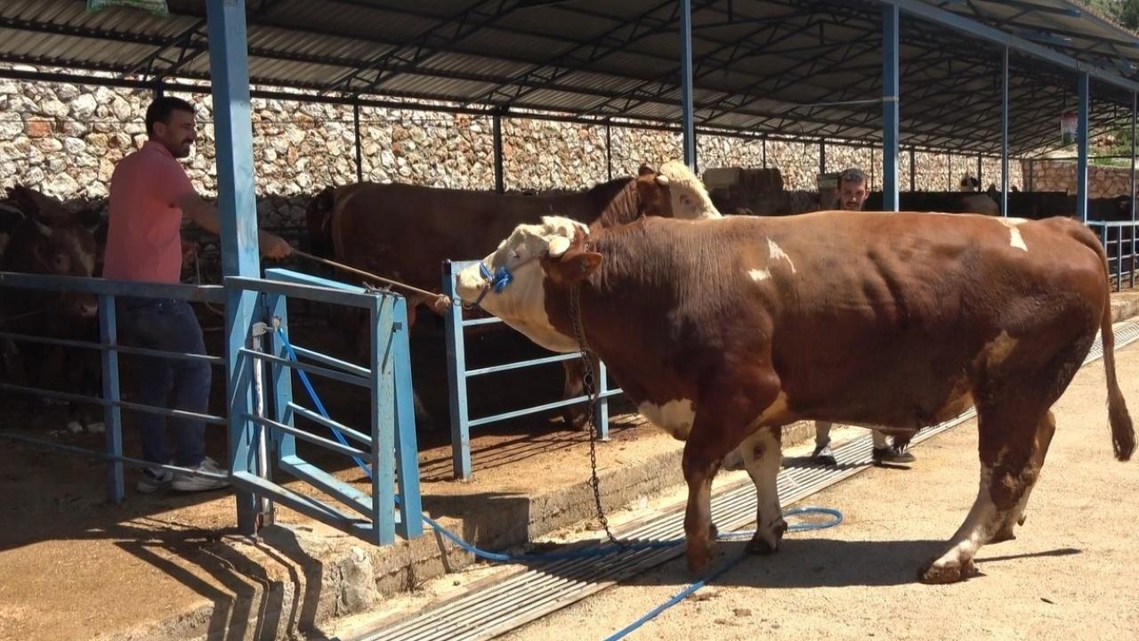 Kurban pazarının gözdesi 1 ton 200 kilogramlık dana 450 bin TL’ye alıcı buldu