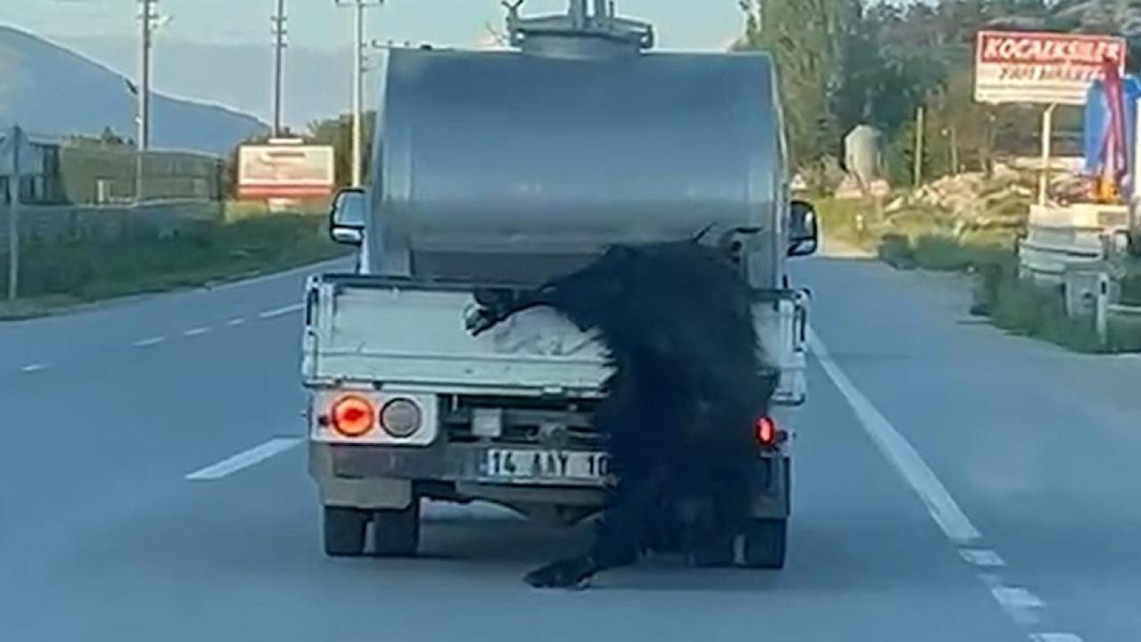 Kurbanlığı araçtan sarkıtıp kilometrelerce sürükledi