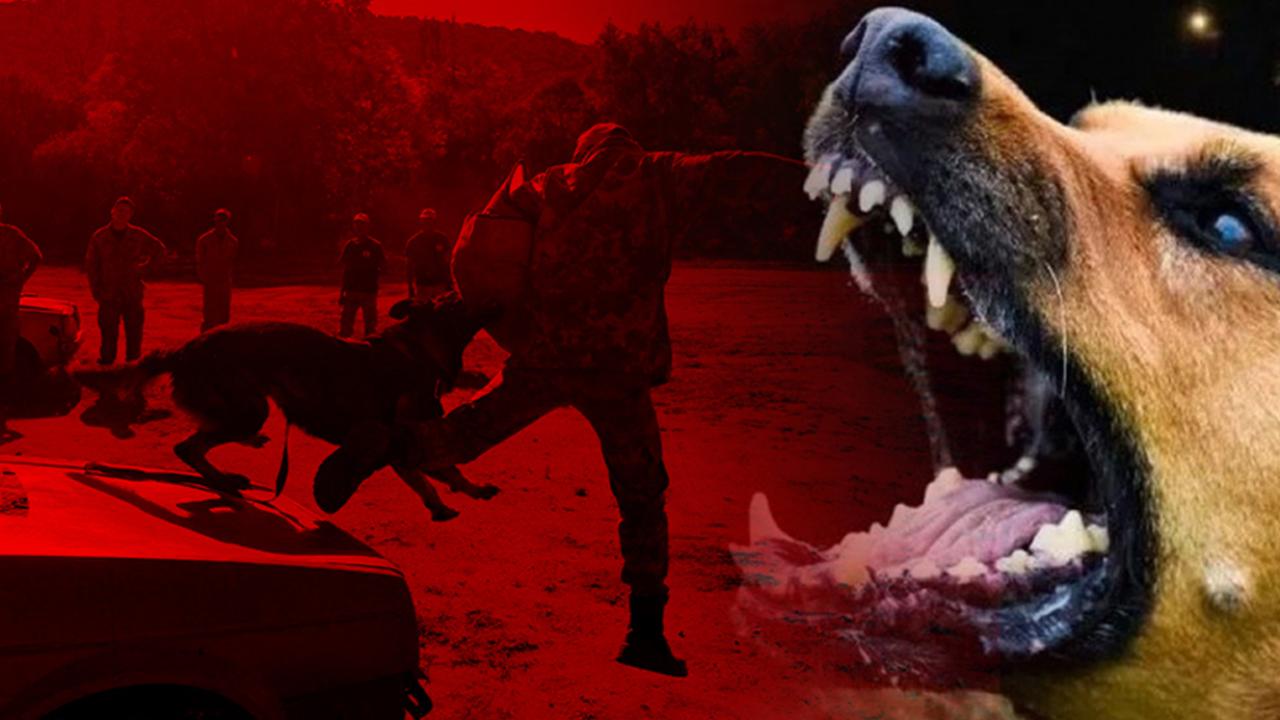 Romanya'da son üç yılda 64 bin köpek itlaf edildi