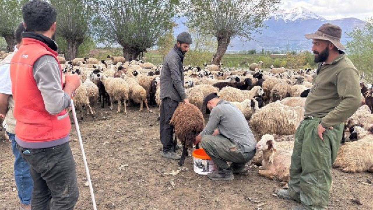 Türkiye’de ilk kez uygulandı: Afgan çobanlar asgari ücretle göreve başladı