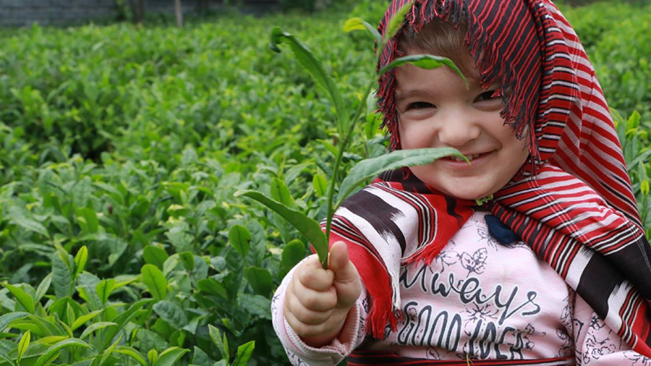 Yaş çay alım fiyatı 35 lira olarak belirlendi