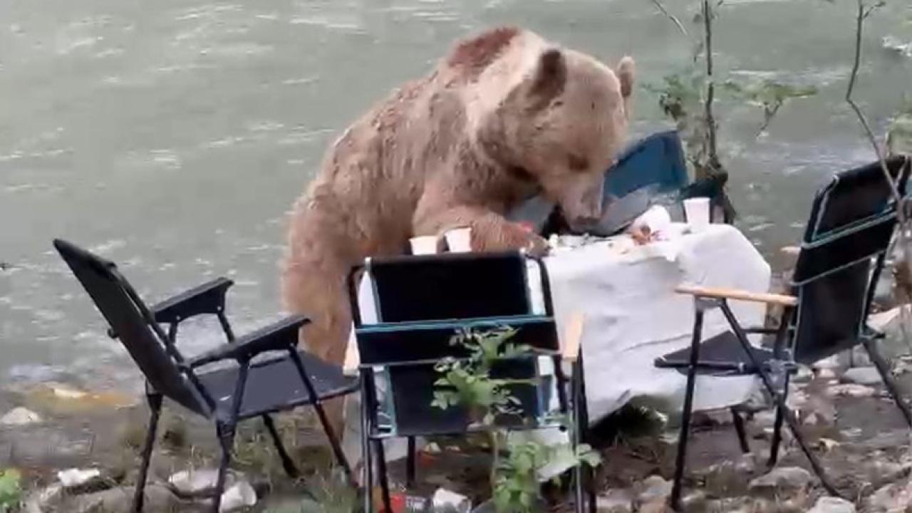 Ayının piknik keyfi