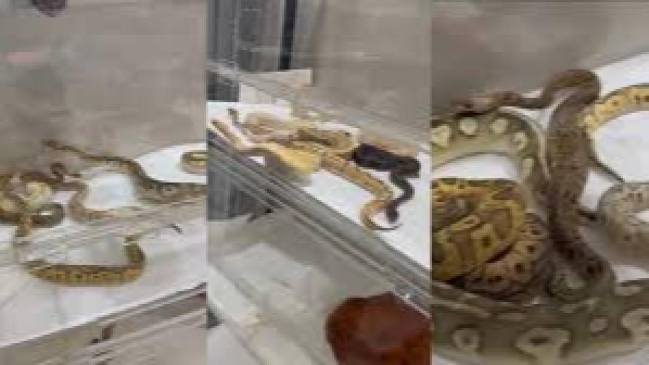 İstanbul’da bir evden 18 piton, 21 mısır ve 3 king yılanı çıktı