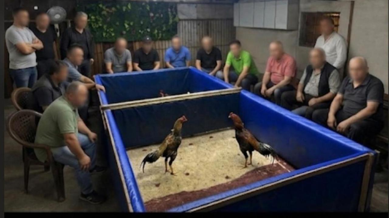 İzmir’de horoz dövüşü operasyonu: Çiftlik mühürlendi, 130 bin lira ceza kesildi