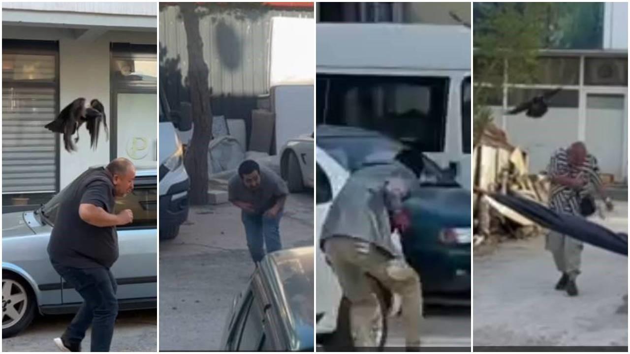 Karga ailesi yavrusu için kedilere ve insanlara meydan okudu