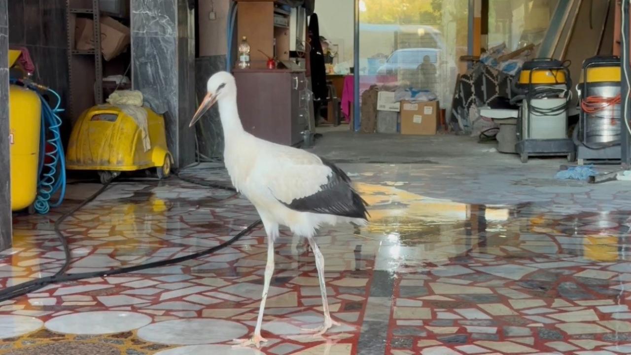 Oto yıkamacıya sığınan leylek koruma altına alındı
