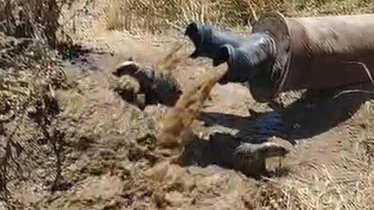 Sulama borusundan porsuk çıktı