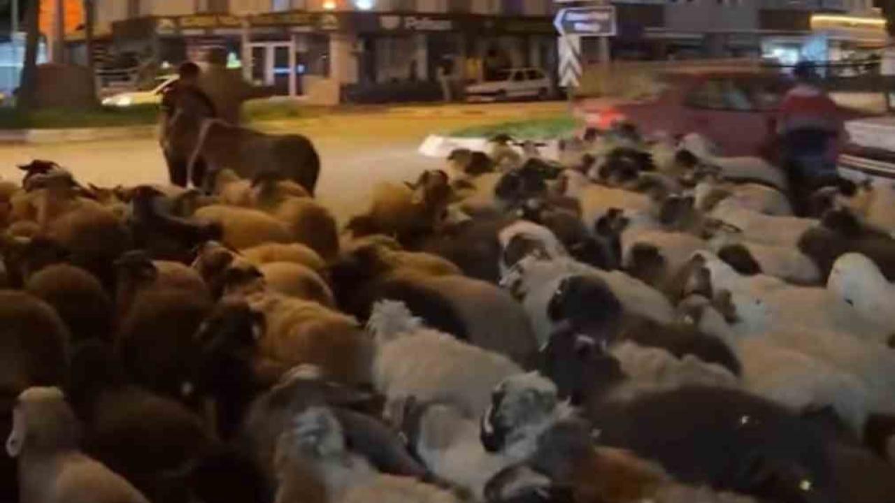 Tokat’ta yayla göçünde yüzlerce koyun şehir merkezinden geçti