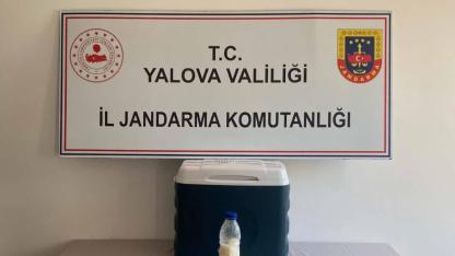 5 milyon dolarlık akrep zehri Yalova’da yakalandı