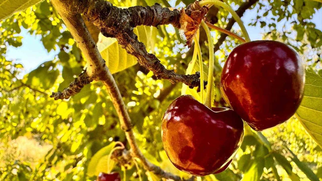 İhracatlık kiraz alım fiyatı 60 TL olarak belirlendi