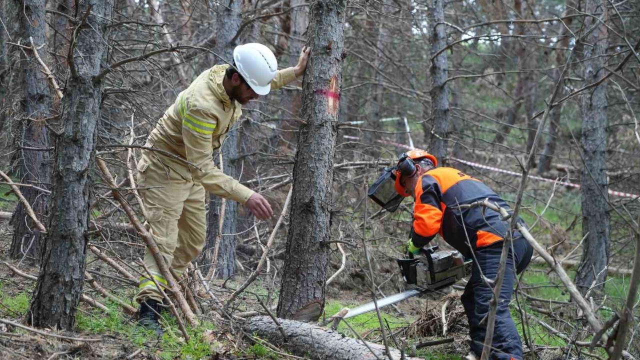 Orman yönetim planları dahilinde bakım çalışmaları yapıldı.