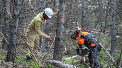 Orman yönetim planları dahilinde bakım çalışmaları yapıldı.